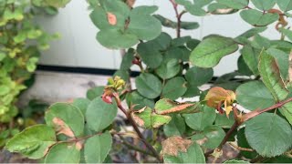 Rose Replant Disease   A walk and talk around my rose garden in April [upl. by Nadler193]