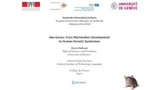 Hox Genes From Mammalian Development to Human Genetic Syndromes [upl. by Pinto]