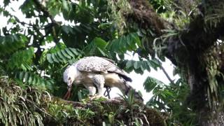 非洲冠鵰Crowned hawkeagle Stephanoaetus coronatus [upl. by Mcafee]