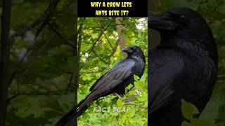 quotWhy Do Crows Let Ants Clean Them A Fascinating Factquotviralshort facts [upl. by Merl]