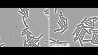 The checkpoint response to UV light [upl. by Joycelin]