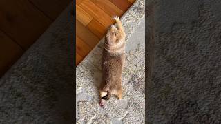 Aerial view of Prairie Dog stretches prairiedog animal pet trending [upl. by Ahsuoj]