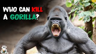 6 Animals That Could Defeat A Gorilla [upl. by Nahama711]