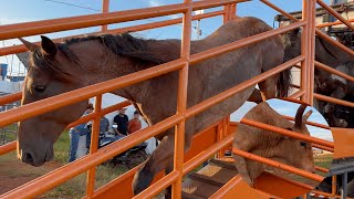 Desembarcando os animais de rodeio em DOURADINA PR [upl. by Heins]