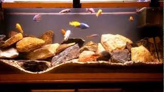 55g Lake Malawi Cichlid Tank [upl. by Zeralda656]