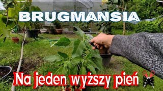 Jak przycinać brugmansje na jeden wysoki pień rozkrzewia się  działaj  Brugmansia sanguinea [upl. by Maurits493]