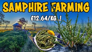 Saltwater Samphire farming  How to grow Sea asparagus Salicornia Plant [upl. by Nnairet780]