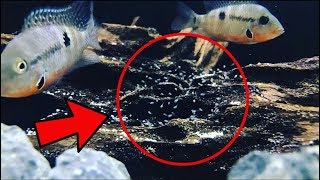 Firemouth Cichlid Breeding [upl. by Yrbua920]