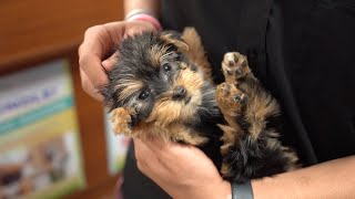 What to Know Before Buying a Puppy  Petland Florida [upl. by Eeloj693]