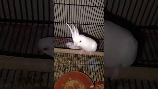 3 Chick Hatching 🐣 Cockatiel Parrot 🐦🦜 shorts youtubeshorts cockatiel cockatiels [upl. by Pearce]