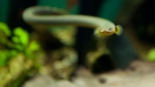 Feeding the Predator Rope Fish [upl. by Lyle]