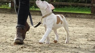 Fizz  American Bulldog Puppy  3 Week Residential Dog Training at Adolescent Dogs [upl. by Jamnis957]