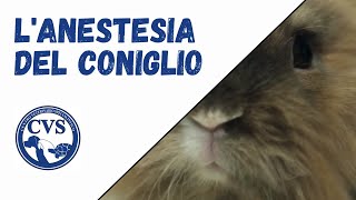 Lanestesia del coniglio [upl. by Shalom]