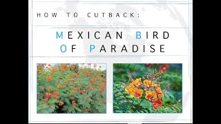 How To Cutback Mexican Bird of Paradise [upl. by Stubstad]