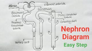 How To Draw Nephron Diagram With Label Step By Step  Nephron Drawing CBSE Syllabus [upl. by Lorien]