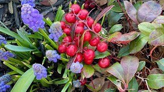 Update amp Transplant Results For Wintergreen quotGaultheria Procumbensquot 4K  March 2024 [upl. by Polivy]