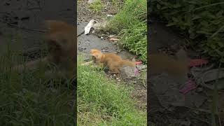 Wild kitten nag laro ng mag isa [upl. by Meenen772]