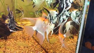 Gold Marble Gold Marble Ghosts and other Marble Angelfish [upl. by Ahseiym468]