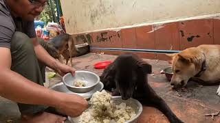 THIS IS LUCH TIME FOR DOGS [upl. by Alexis]