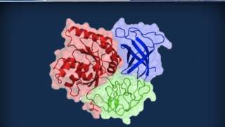 Biochimica strutturale  Proteine ed enzimi [upl. by Wilmer]