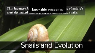 Snails and Evolution [upl. by Clorinde]