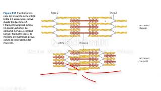La contrazione muscolare [upl. by Inafetse]