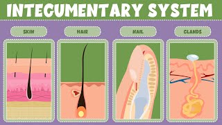 Integumentary System What It Is Function amp Organs  Video for Kids [upl. by Ylle588]