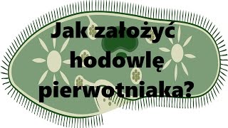 Hodowle karmowe Jak założyć hodowlę pierwotniaka [upl. by Kcirderfla428]