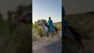 Rewal chal pirectis jockey Akbar Samma Tamliyar shorts horse sindhihorse [upl. by Carolin]