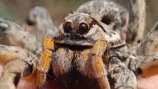 Tarántula ibérica lycosa hispánica un lobo cazador [upl. by Llertnac]