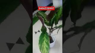 CALATHEA PLANT 9496538997 WE WILL SEND VIA SPEEDPOST plants marketing sales Business greenplant [upl. by Nevetse]