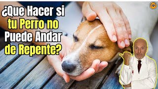 🆘 MI PERRO NO PUEDE ANDAR DE REPENTE ¿QUE HAGO 🆘 [upl. by Dlonra312]