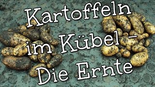 Kartoffeln im Kübel anbauen  Die Ernte [upl. by Rodman]