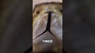 Why do snakes have forked tongues [upl. by Emawk]