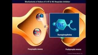 Mechanisms of Action of 5 HT amp NEReuptake Inhibitor [upl. by Jolee959]