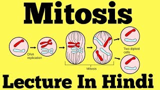 Mitosis  Cell Division Hindi [upl. by Stovall]