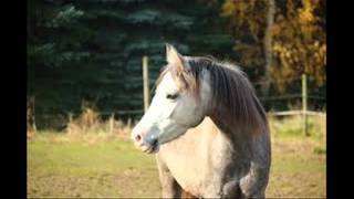 horse neighing  صهيل الحصان [upl. by Bunde]