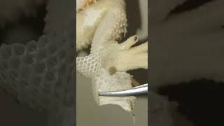 Super SATISFYING safe BEARDED DRAGON SHED REMOVAL  ChuckNorrizBeardedDragons [upl. by Yeliw744]