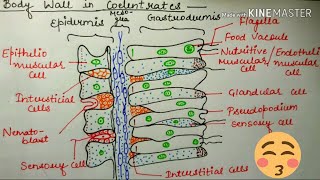 BiologyMentors PhylumCnidaria Hydra Bodywallincoelentrates InterstitialCells CnidoblastsCells [upl. by True647]