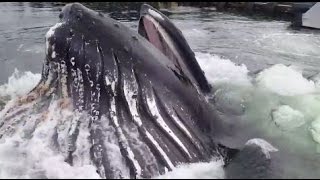 Ketchikan Alaska Whale Feeding in Knudson Cove [upl. by Asaret]