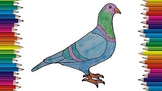 How to draw a Pigeon step by step easy  Easy animals to draw [upl. by Anauqat559]