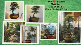 my ❤️ Buxus Bonsai 🔸 10years of transformation [upl. by Gibbs]