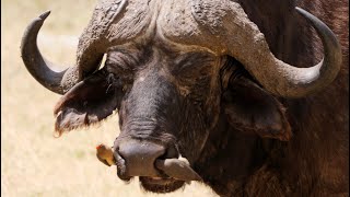 Redbilled Oxpeckers on African Buffalo [upl. by Lairea980]