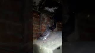 😱💫🕊️🔥 Fancy Black Pathay Shok karain Subscribe for more music animeedit birds pigeon [upl. by Yanffit680]