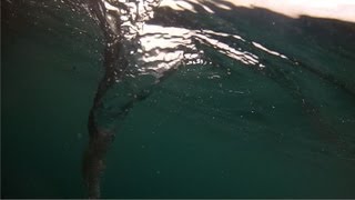 Strange Whirlpool sucks down crab [upl. by Manley161]