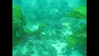 Weedy sea dragon hiding in the Kelp [upl. by Ardnola794]