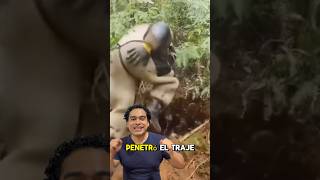 Avispón Asiático 🐝  animals insects sabiasque datosincreibles foryou parati fypシ゚viral [upl. by September]