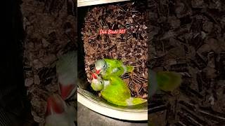 Ringneck Parrot chicks🐥 youtubeshorts shorts [upl. by Razatlab]