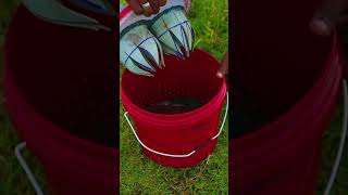 Bucket 🪣 Fish Trap 🤯 அட இது தெரியாம போச்சே shorts [upl. by Manuela130]