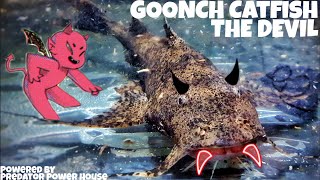 All about Bagarius Yarrelli GOONCH CATFISH  Series Episode 4 [upl. by Ynaittirb]